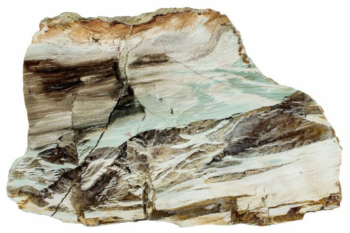 Colorful Polished Petrified Wood End-Cut - Turkey #299413